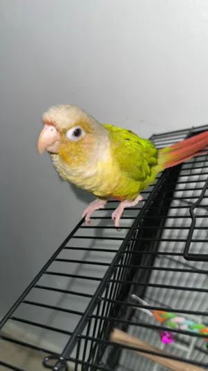 كنيور العمر سنه