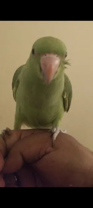 Indian ring neck parrot baby