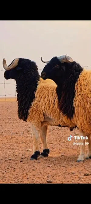 متوفر حولي برقاوي بكميات ثني اوثلوثي