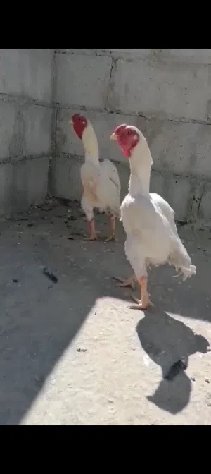 ديكين كوشامو بيبي شغالات
