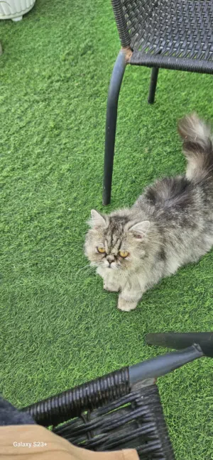 قطه شيرازي للبيع مع حقيبة