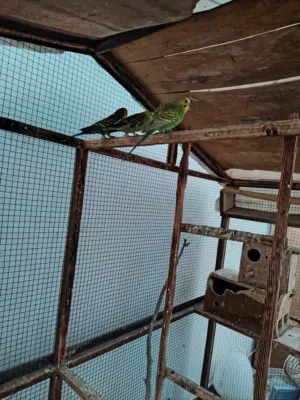 للبيع 3 اذكره طيور هند