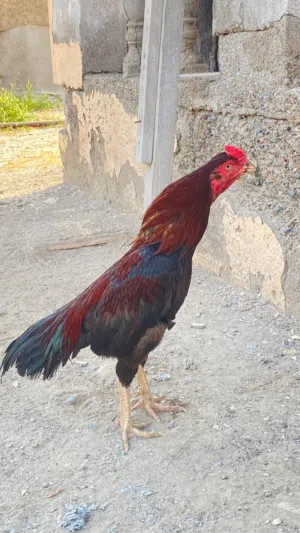 ديك باكستاني نوع سندي ..