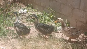 بط للبيع بطتين أنثى ووحده ذكر عمرهم 5 شهور