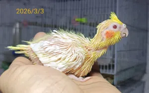 طائر الكوكتيل