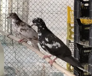 حمام للبيع