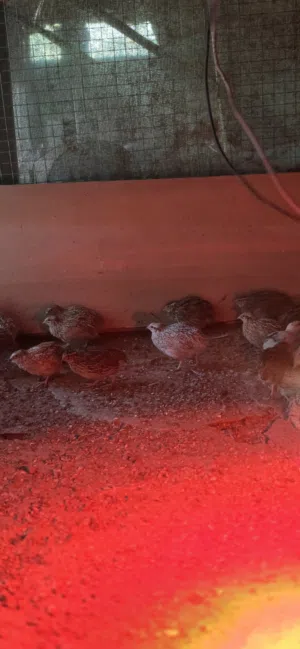 طيور سمان او [فري]يتوفر كميه محدوده  اقراء الوصف