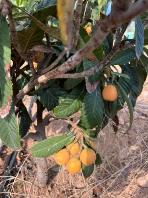 Farm Land for Sale in Jerash Unaybah