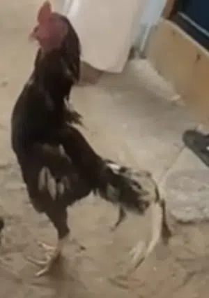 سهيل العامري