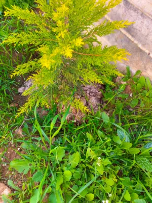 رأفت موسى جبر نواجعة 