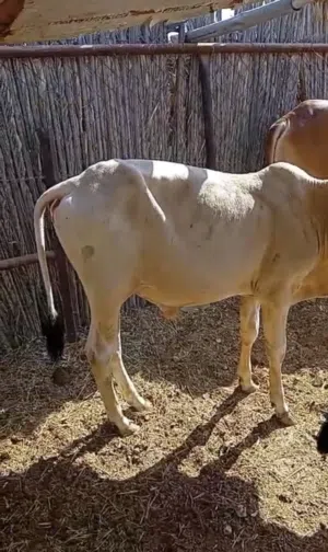للبيع عجول باكستاني محلي