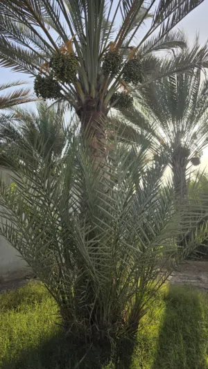 نخيل (فرض) للبيع