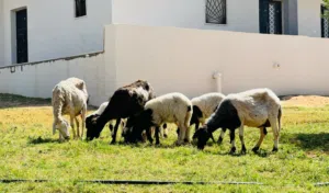3 انعاج توميات