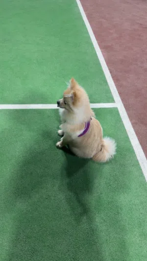 Pomeneranian 5 months vaccinated