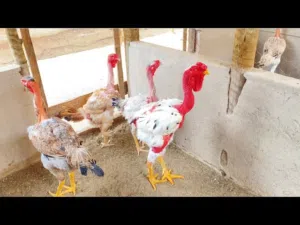 مطلوب دجاج دجاج إينديو جيغانتي (Índio Gigante) البرازيلي العملاق