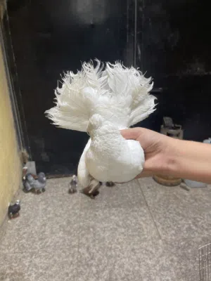 حمام نضيف وجديد درجة ولى