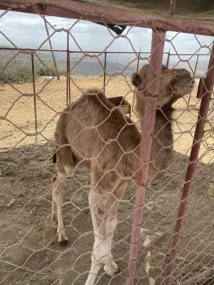جعود سمين ممتاز