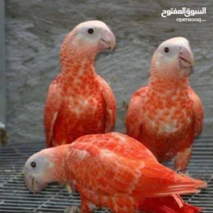 الصمت لغة العظماء