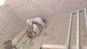 عدد 9 راس حملان اعمار 5- 6 شهور سعر جملة 550 للراس