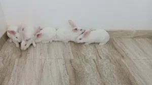 ارانب للبيع