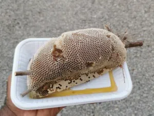 عسل بو طويق برم