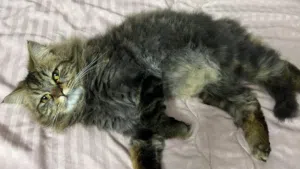 قط ذكر معقم للتبني بالرياض برسوم تبني