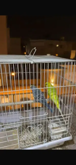 طيور حب جميلات