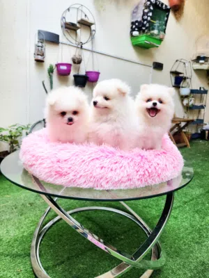55 Days, Pomeranian Puppies