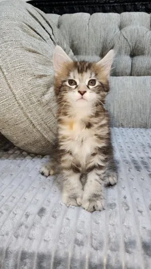 Maine coon kitten Despite their size, the Maine Coon cat is sweet-tempered, gentle and friendly and