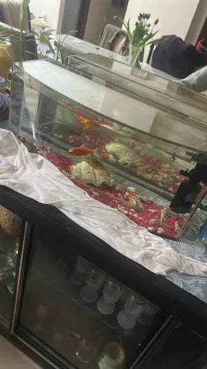 حوض سمك كبير الحجم