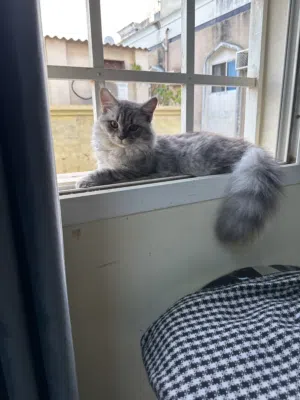 Cat for Sale