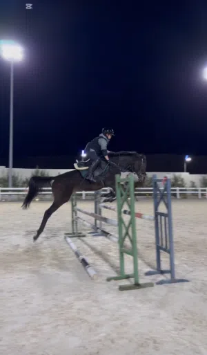 فرس  ثوروبرد  العمر:7 الاسم:مهام اعلى كورس :100 اعلى حاجز فردي:110 فرس ما ترفض أبدا ولا تطيح مره