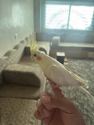 ‏ببغاء‏1