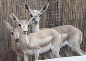 غزال الريم ذكر و انثى