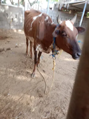 بقرة فيه حليب سمينة ونظيفة بسعر مناسب الجميع  العجله ما شاءالله تبارك الرحمن عليك