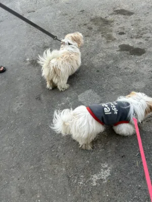 كلاب شيواوا