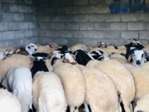 يوجد اضاحي عيد بطاقه كاش حواله