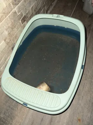 لتر بوكس للقطط مستعمل للبيع