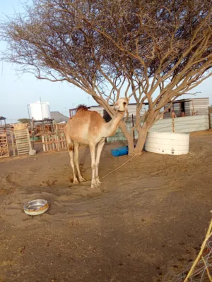 بكره عمانيه
