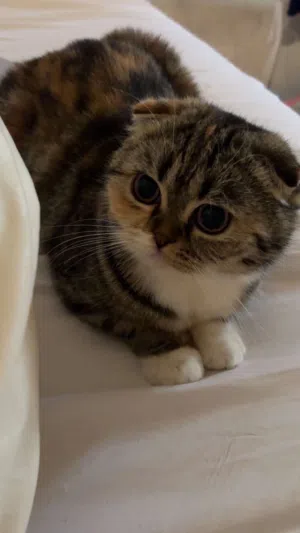 Cat- scottish fold and british short hair mix breed