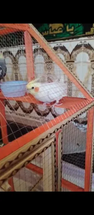 للبيع فحل كوكتيل شكري حلو ونظبف