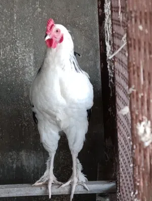 فروج سايكس للبيع