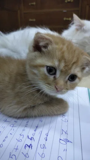 قطط للبيع بعمر شهرين