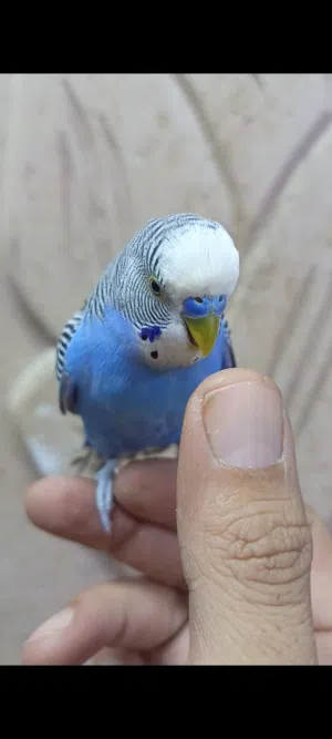 طير حب ربه اقره الوصف