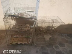 اقفاص للبيع في البركاء