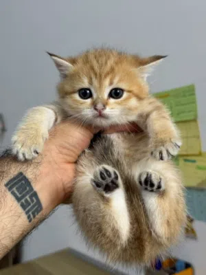 سكوتش كولد NY12 للبيع