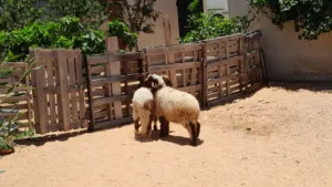 2خرفان وطنيات مشالله عمرهم ف6شهور ونص سليمات من العيوب والامراض..
