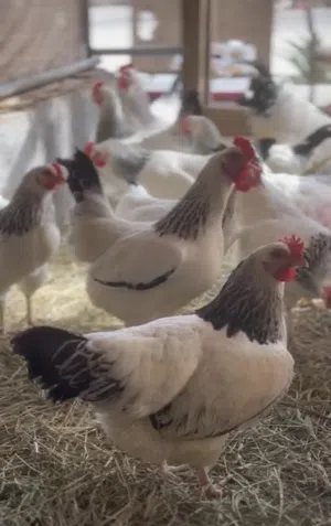 للبيع دجاج سوسكس طقمين بيور خالي من التهجين