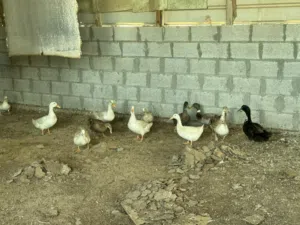 بط للبيع وويوحد أعلاف للبيع