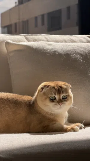سكوتش فولد مستوى ممتاز